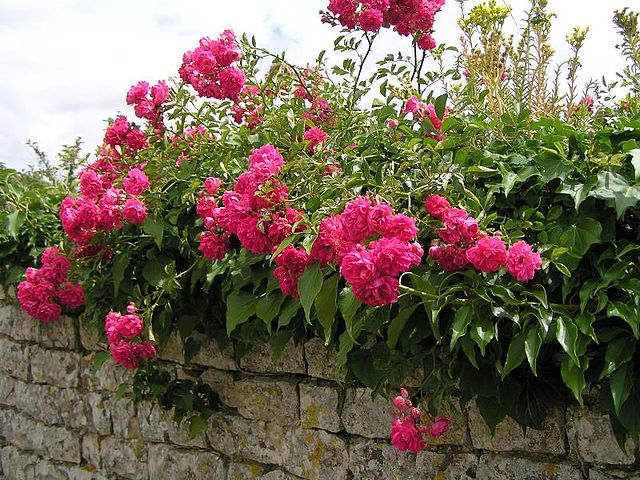 fleurs saint valentin: rosa centifolia